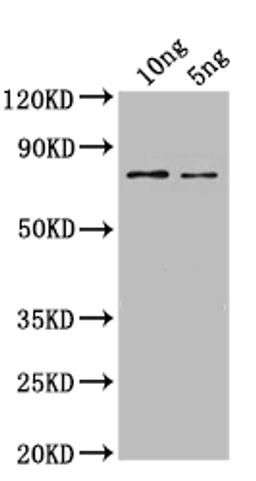 Western Blot. Positive WB detected in: recombinant protein. All lanes: SPT16 Antibody at 1:1000. Secondary. Goat polyclonal to rabbit IgG at 1/50000 dilution. Predicted band size: 65 kDa. Observed band size: 65 kDa.