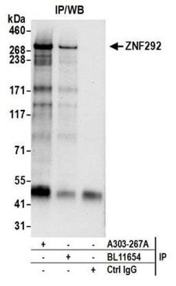 Detection of human ZNF292 by western blot of immunoprecipitates.