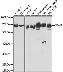 Western blot - SDHA antibody (A2594)