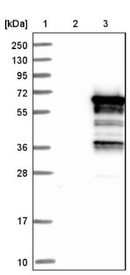 Western Blot: SASH3 Antibody [NBP1-92364] - Lane 1: Marker [kDa] 250, 130, 95, 72, 55, 36, 28, 17, 10<br/>Lane 2: Negative control (vector only transfected HEK293T lysate)<br/>Lane 3: Over-expression lysate (Co-expressed with a C-terminal myc-DDK tag (~3.1 kDa) in mammalian HEK293T cells, LY412828)