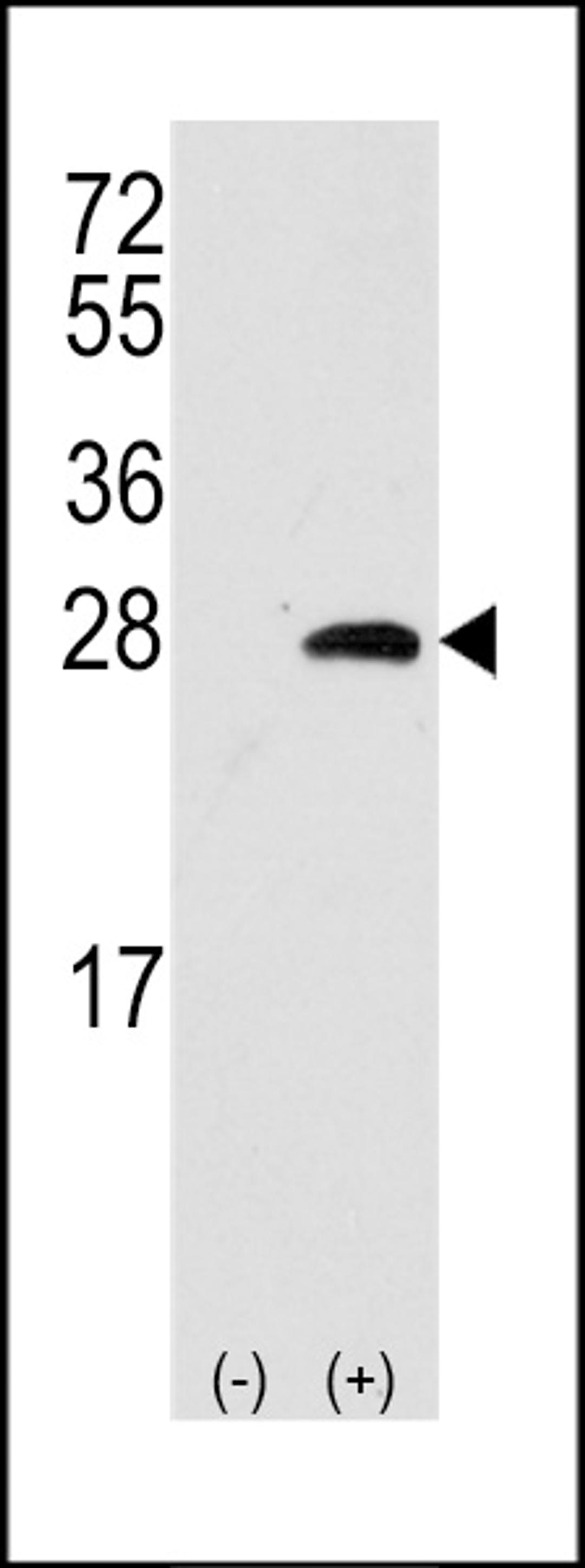 Western blot analysis of OPRS1 using rabbit polyclonal OPRS1 Antibody.293 cell lysates (2 ug/lane) either nontransfected (Lane 1) or transiently transfected with the OPRS1 gene (Lane 2).