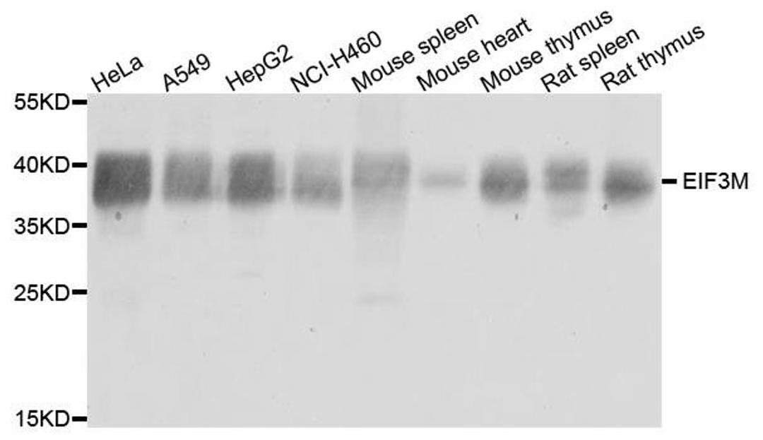 Western blot analysis of extract of various cells using EIF3M antibody