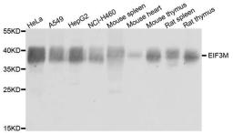 Western blot analysis of extract of various cells using EIF3M antibody