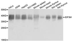 Western blot analysis of extract of various cells using EIF3M antibody