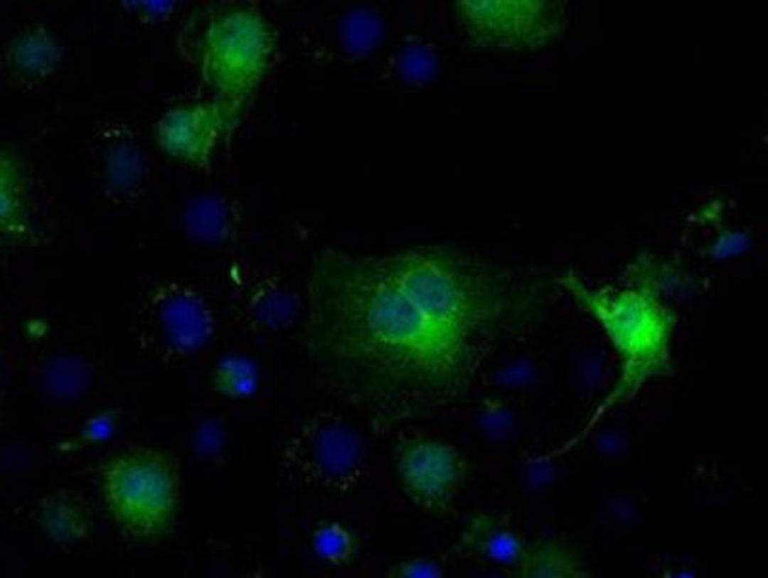 Immunocytochemistry/Immunofluorescence: Isocitrate dehydrogenase Antibody (2H9) [NBP1-47804] - Staining of COS7 cells transiently transfected by pCMV6-ENTRY Isocitrate dehydrogenase.