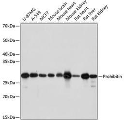 Western blot - Prohibitin antibody (A19530)