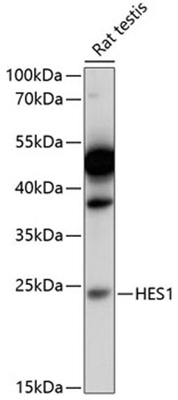 Western blot - HES1 antibody (A11705)