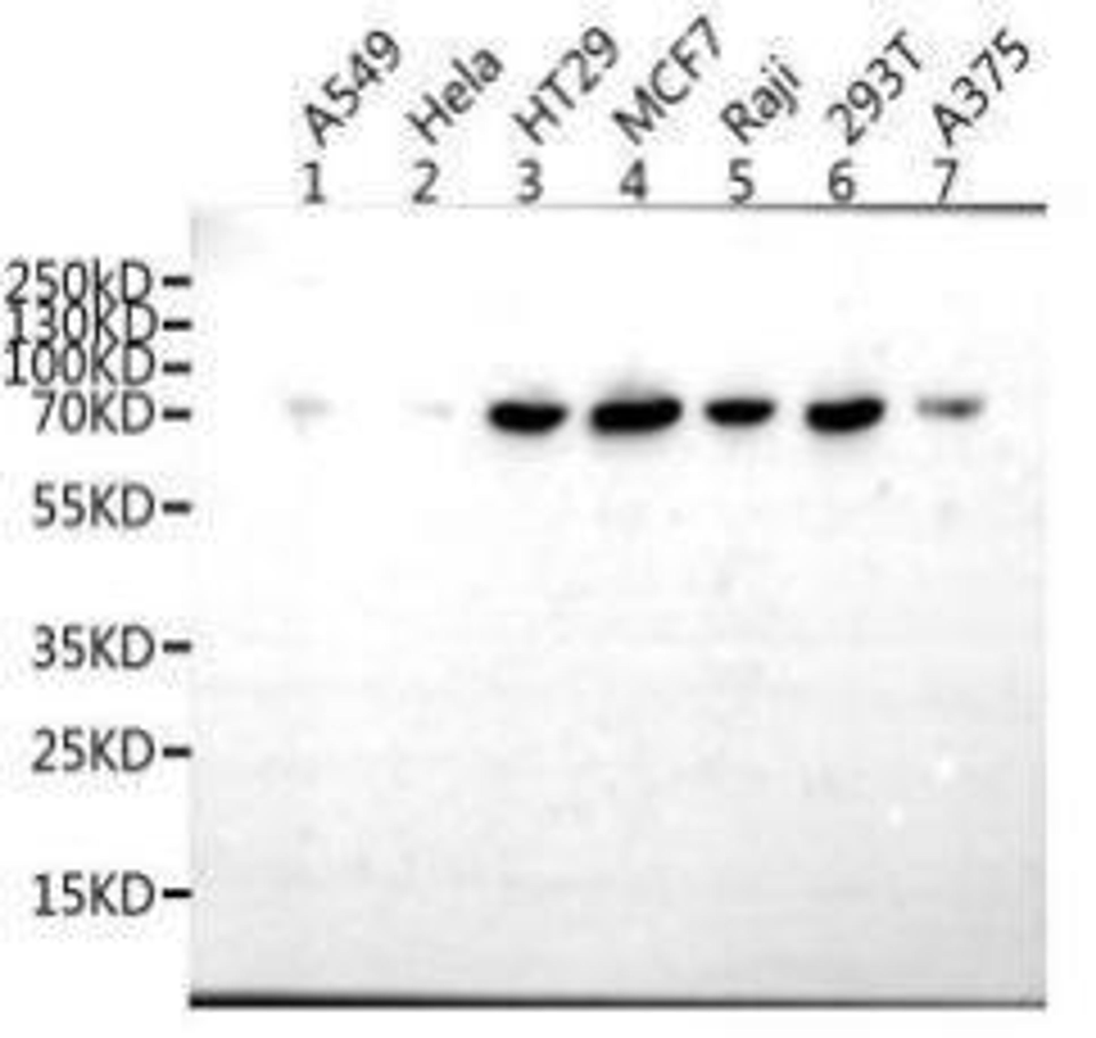Western Blot. Positive WB detected in: A549 whole cell lysate. All lanes: LAMP3 antibody at 2µg/ml. Secondary. Goat polyclonal to rabbit IgG at 1/50000 dilution. Predicted band size: 45 kDa. Observed band size: 45 kDa