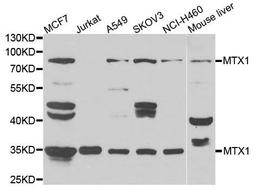 Western blot analysis of extracts of various cell lines using MTX1 antibody