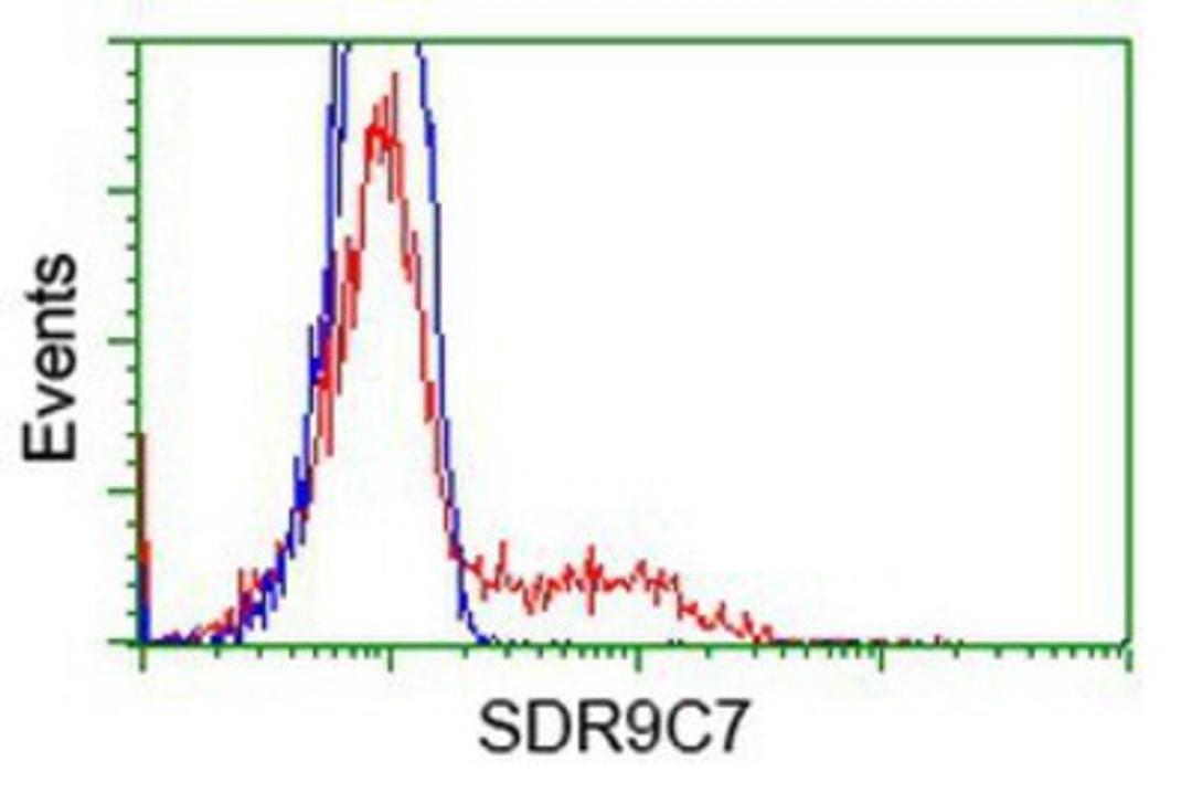 Flow Cytometry: SDR9C7 Antibody (4B5) [NBP2-03030] - HEK293T cells transfected with either overexpression plasmid (Red) or empty vector control plasmid (Blue) were immunostained by anti-SDR9C7 antibody, and then analyzed by flow cytometry.