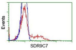 Flow Cytometry: SDR9C7 Antibody (4B5) [NBP2-03030] - HEK293T cells transfected with either overexpression plasmid (Red) or empty vector control plasmid (Blue) were immunostained by anti-SDR9C7 antibody, and then analyzed by flow cytometry.