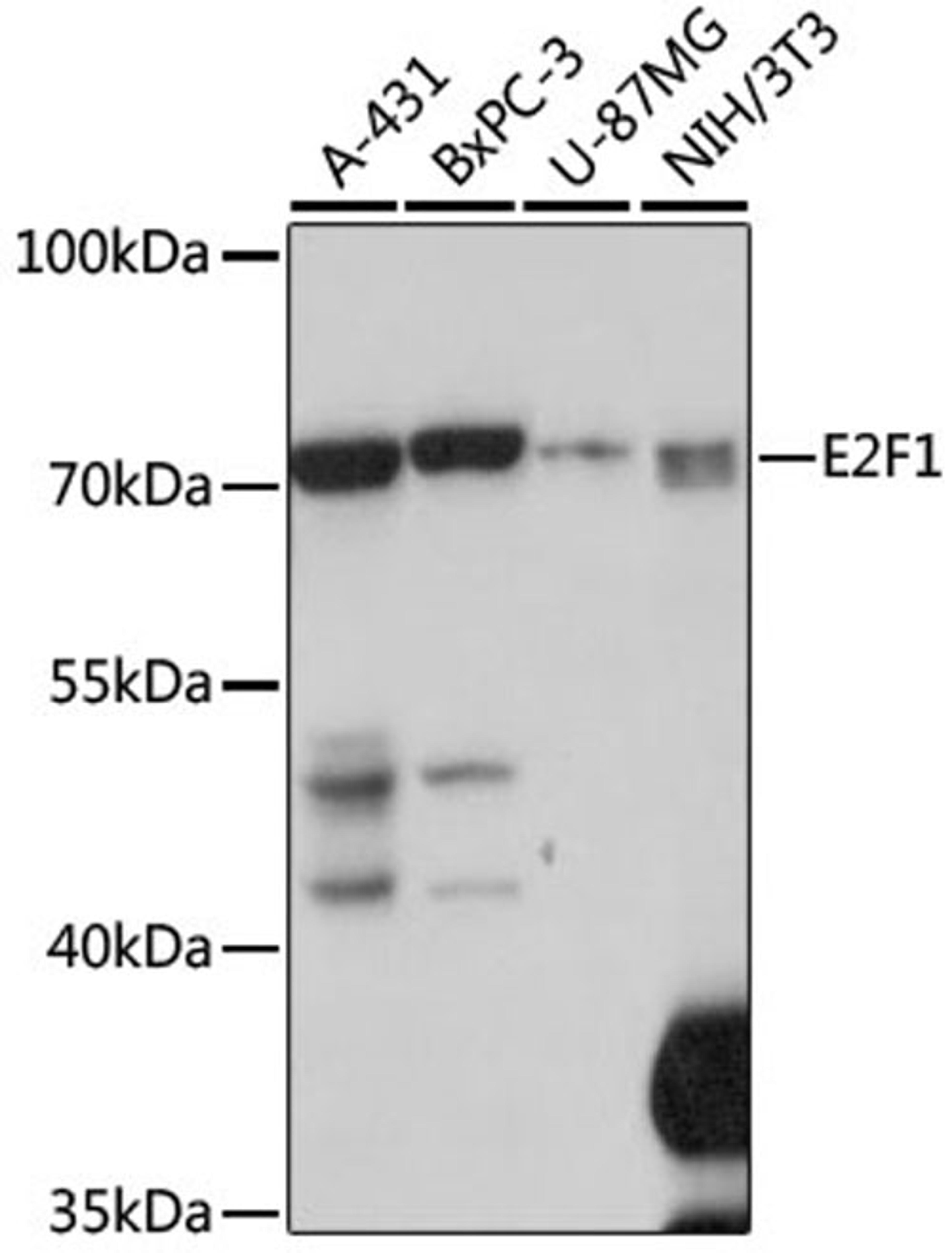 Western blot - E2F1 antibody (A2067)