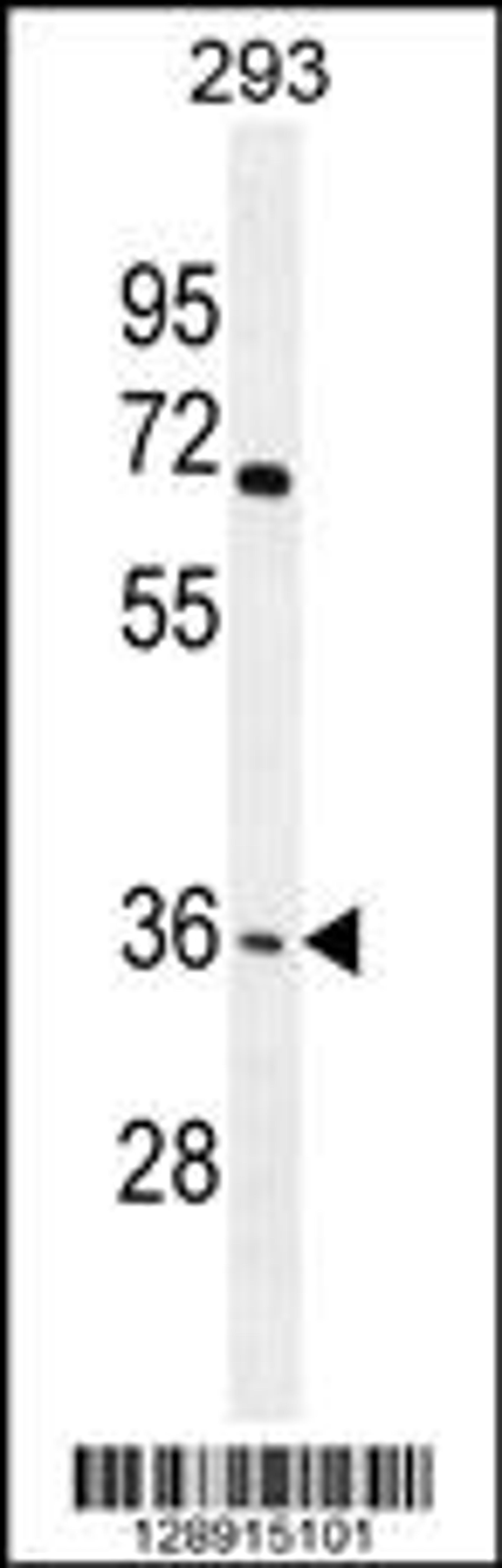 Western blot analysis in 293 cell line lysates (35ug/lane).