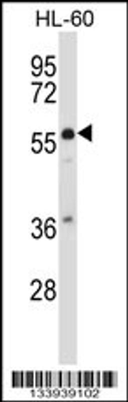 Western blot analysis in HL-60 cell line lysates (35ug/lane).