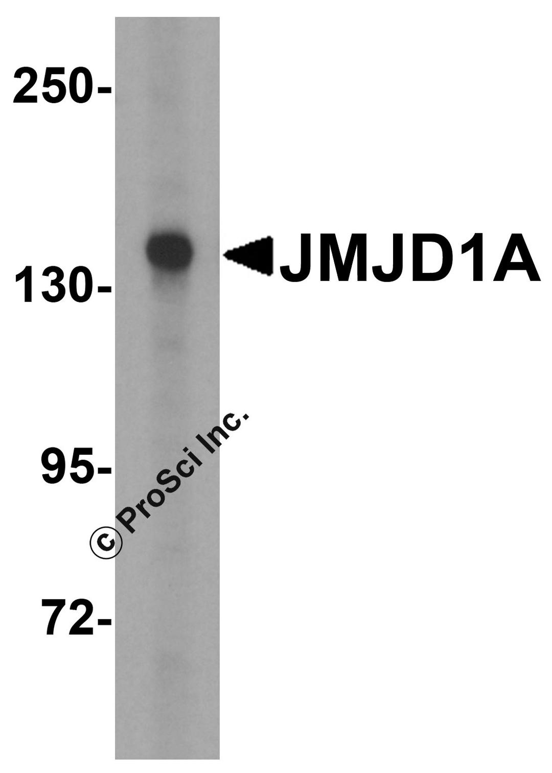 Western blot analysis of JMJD1A in HepG2 cell lysate with JMJD1A antibody at 1 &#956;g/mL.