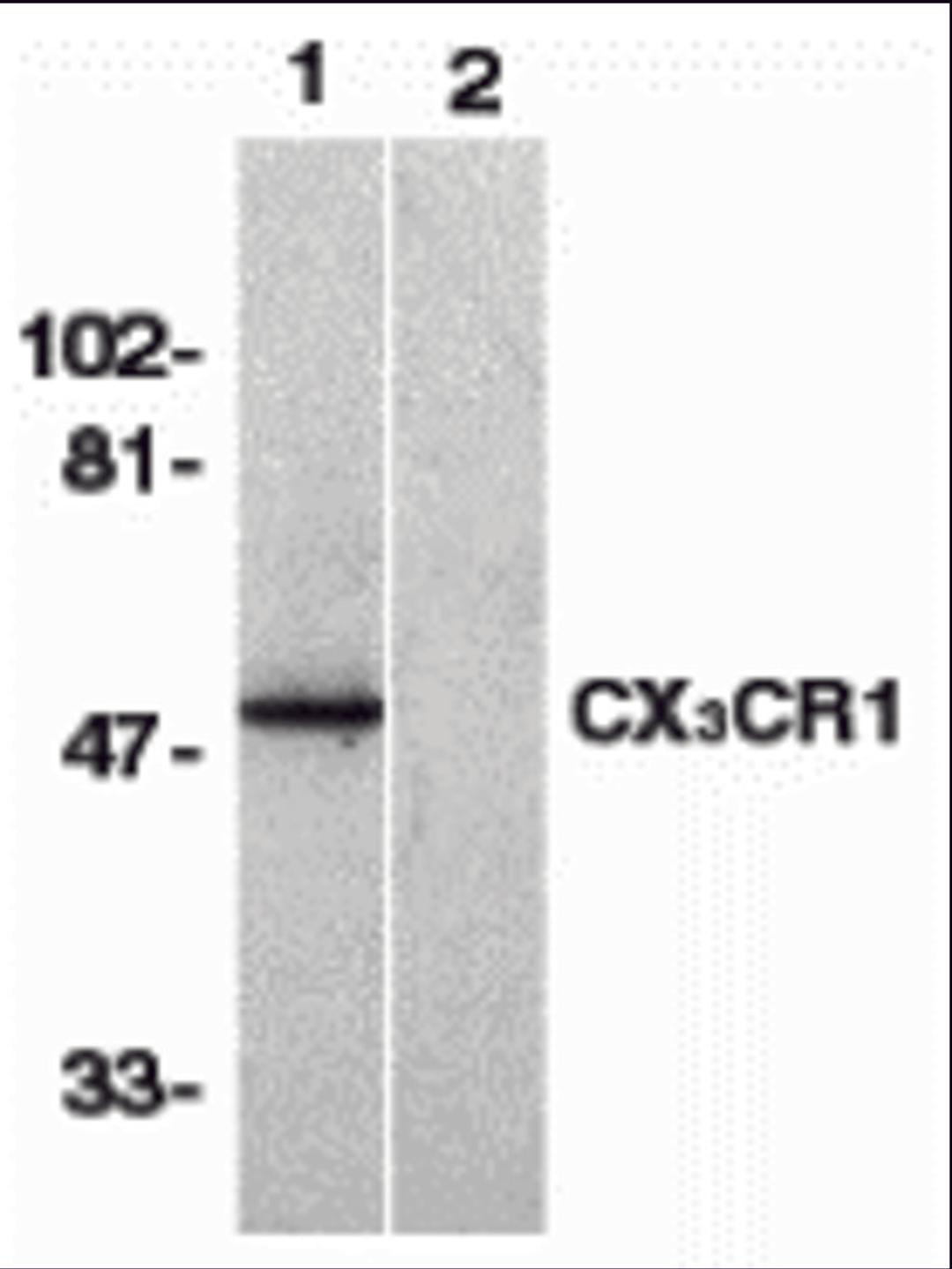 Western blot analysis of CX3CR1 in human spleen lysate with CX3CR1 antibody at 1 &#956;g/mL in the absence (lane 1) or presence of blocking peptide (lane 2).