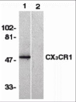 Western blot analysis of CX3CR1 in human spleen lysate with CX3CR1 antibody at 1 &#956;g/mL in the absence (lane 1) or presence of blocking peptide (lane 2).