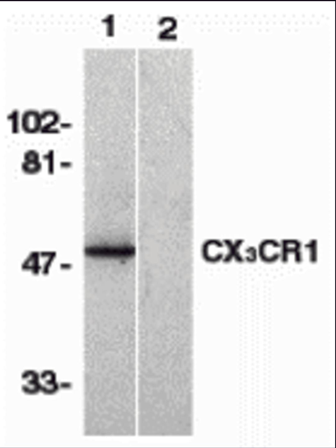 Western blot analysis of CX3CR1 in human spleen lysate with CX3CR1 antibody at 1 μg/mL in the absence (lane 1) or presence of blocking peptide (lane 2).