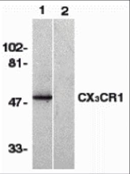 Western blot analysis of CX3CR1 in human spleen lysate with CX3CR1 antibody at 1 μg/mL in the absence (lane 1) or presence of blocking peptide (lane 2).