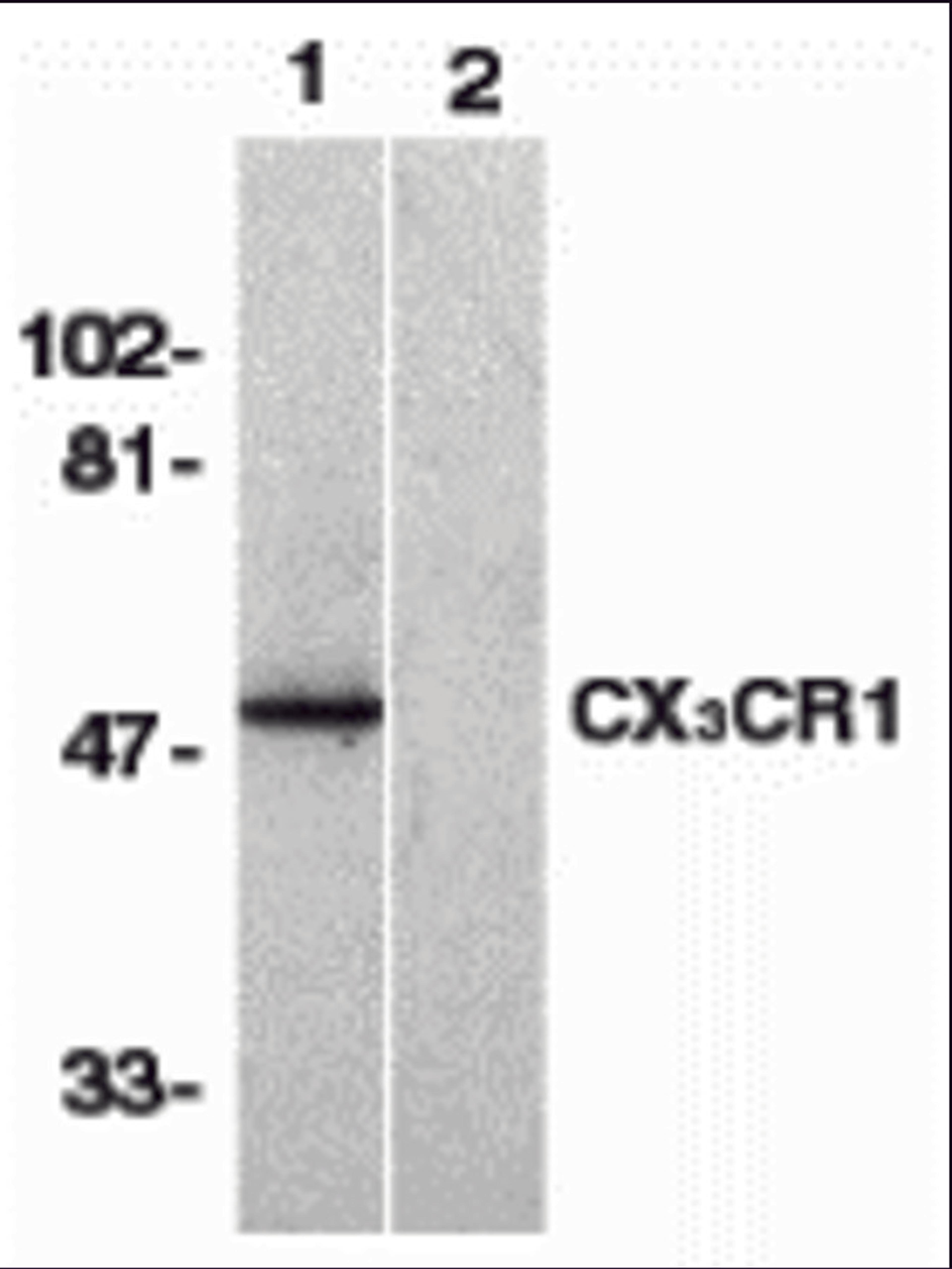 Western blot analysis of CX3CR1 in human spleen lysate with CX3CR1 antibody at 1 μg/mL in the absence (lane 1) or presence of blocking peptide (lane 2).