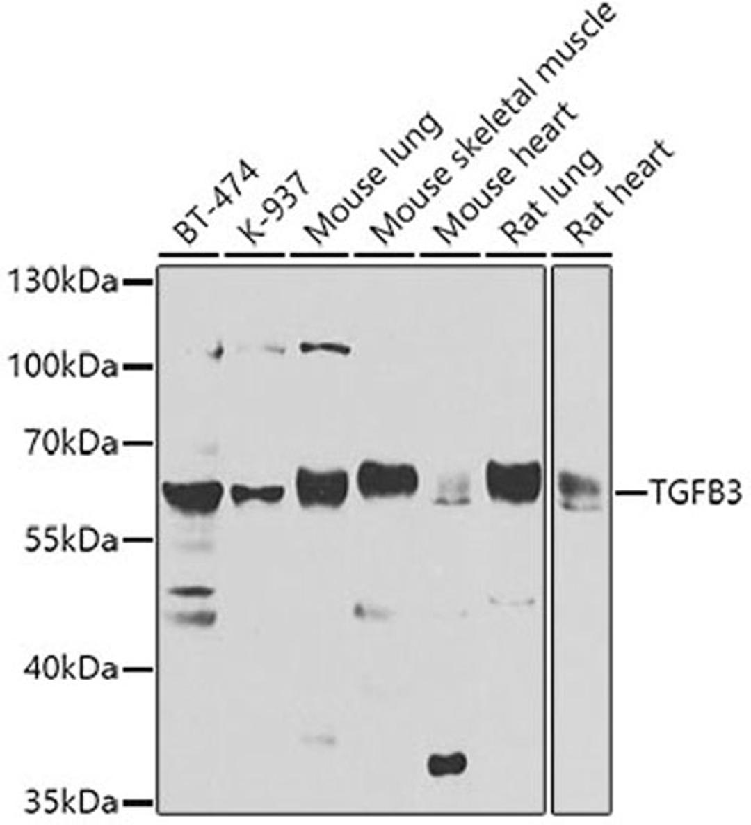 Western blot - TGFB3 antibody (A8460)