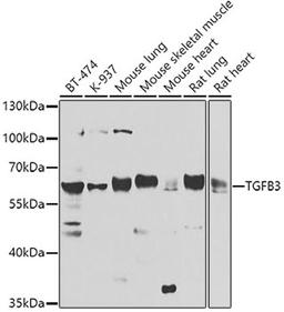 Western blot - TGFB3 antibody (A8460)