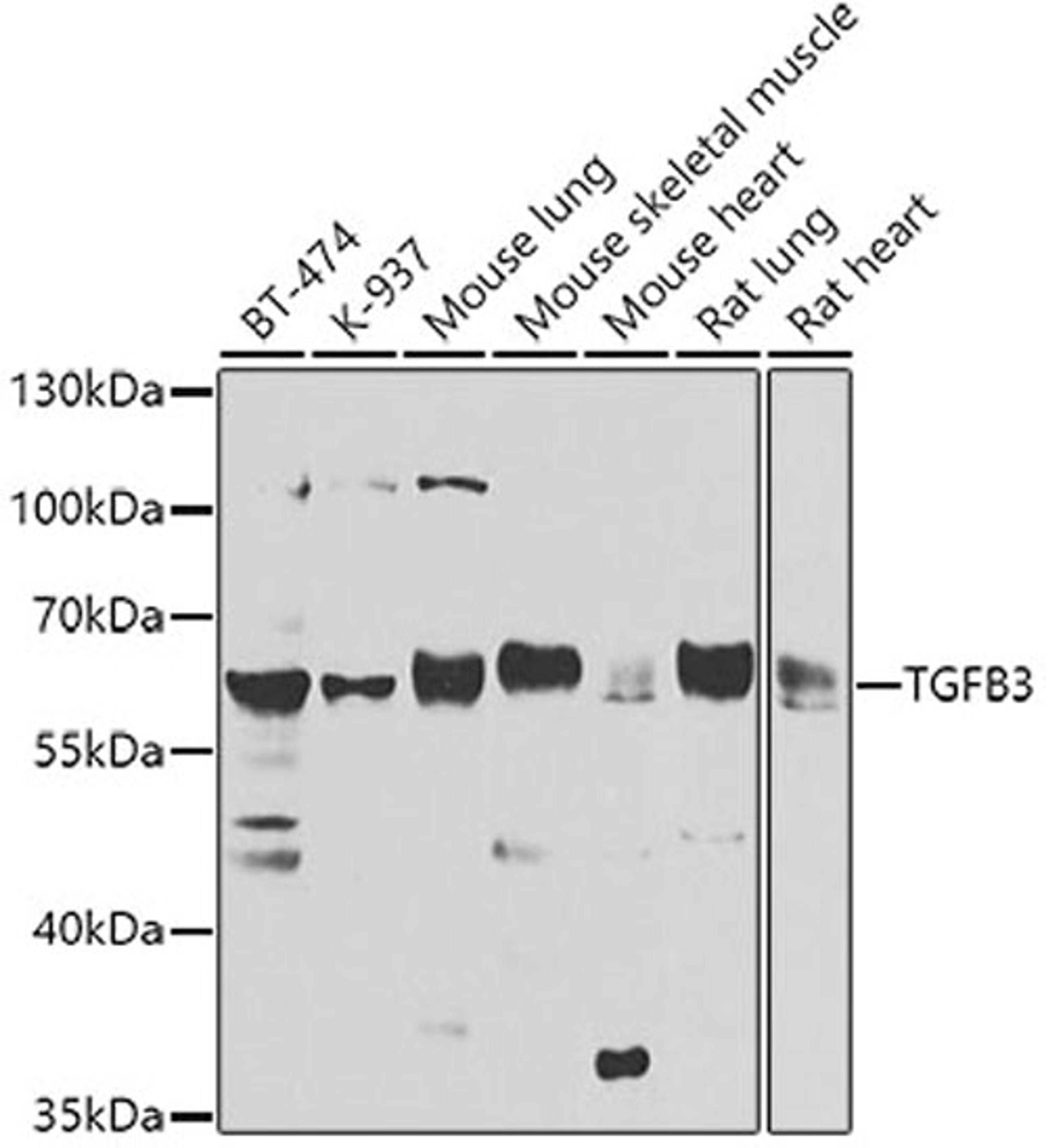 Western blot - TGFB3 antibody (A8460)