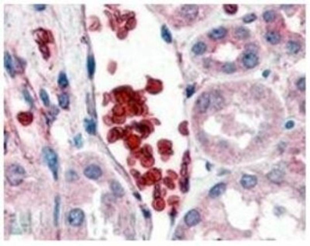 Immunohistochemistry-Paraffin: Glycophorin A Antibody [NB100-2428] - IHC staining of paraffin embedded Human Kidney using NB100-2428 at 2ug/ml. Steamed antigen retrieval with citrate buffer pH 6, AP-staining.