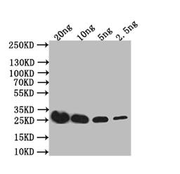 Western Blot. Positive WB detected in: recombinant protein. All lanes: IL4R Antibody at 1:1000. Secondary. Goat polyclonal to rabbit IgG at 1/50000 dilution. Predicted band size: 28 kDa. Observed band size: 28 kDa.