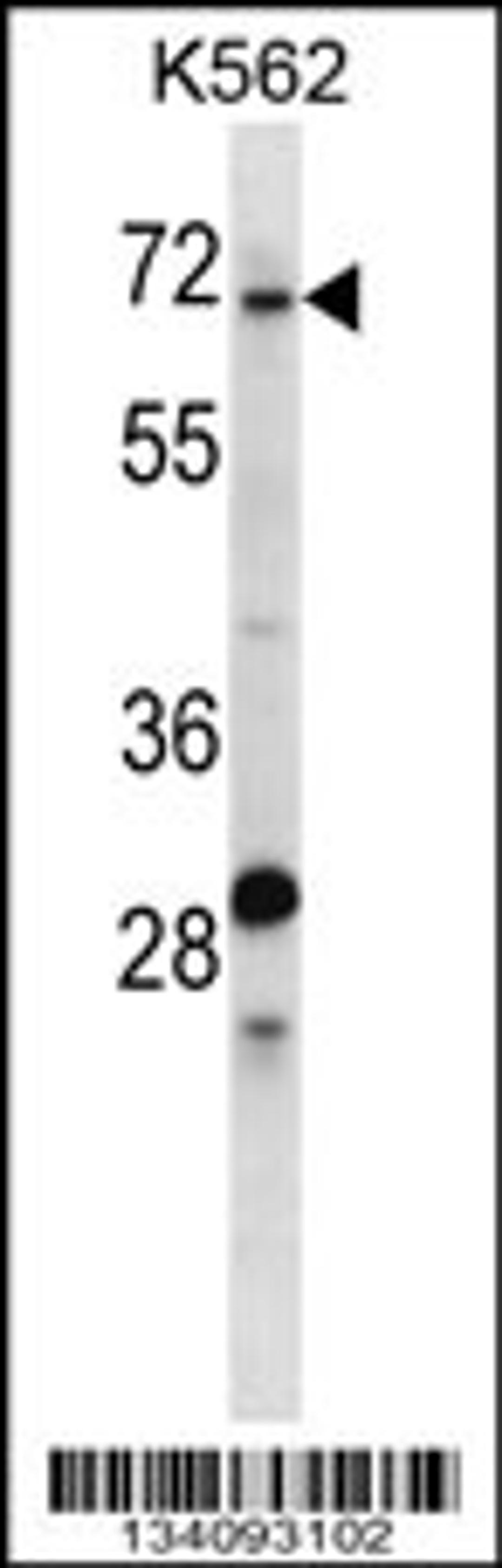 Western blot analysis in K562 cell line lysates (35ug/lane).