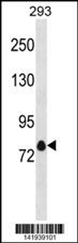 Western blot analysis in 293 cell line lysates (35ug/lane).