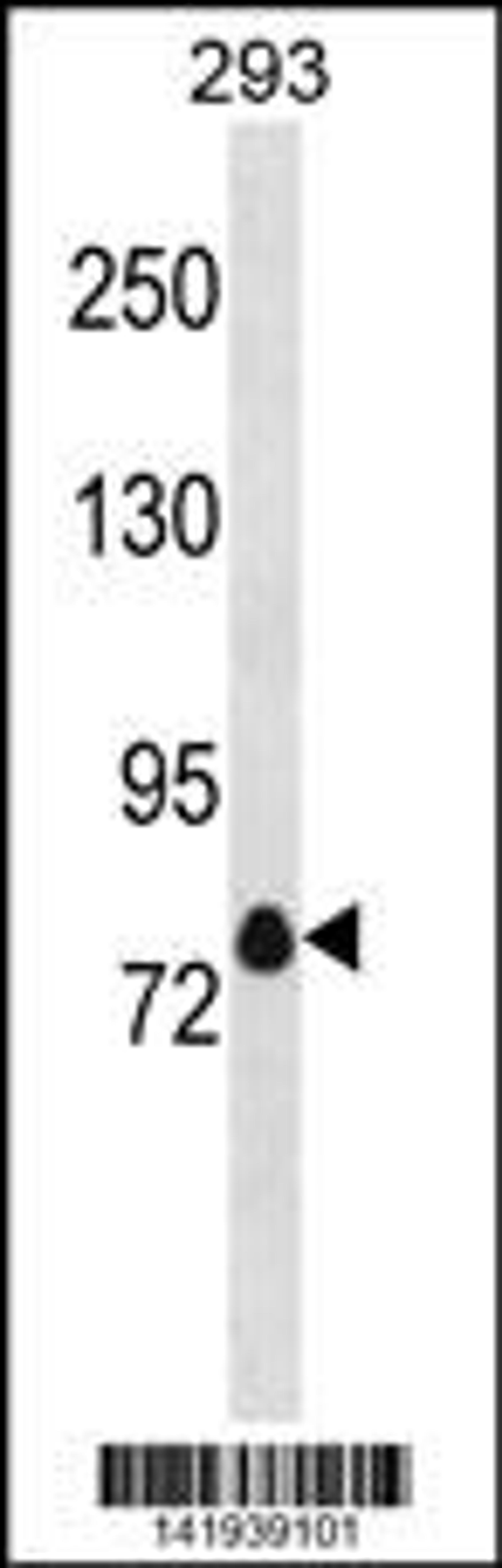 Western blot analysis in 293 cell line lysates (35ug/lane).