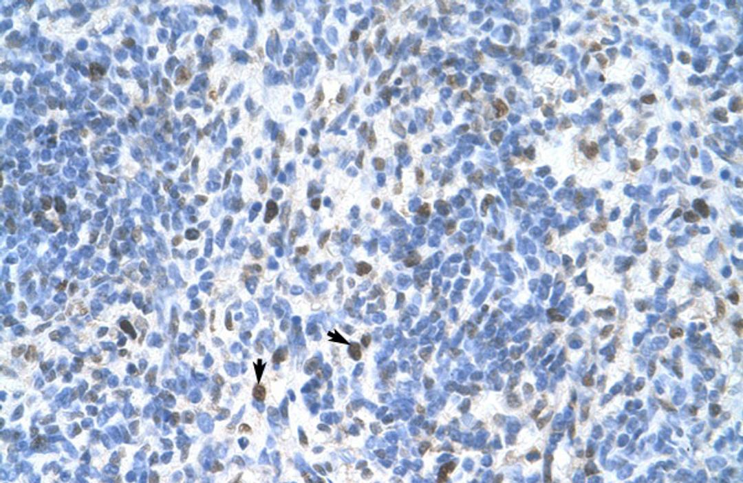 Antibody used in IHC on Human Spleen at 4.0-8.0 ug/ml.