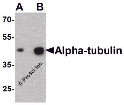 Western blot analysis of alpha-tubulin in human brain tissue lysate with alpha-tubulin antibody at (A) 0.25 and (B) 0.5 &#956;g/ml.