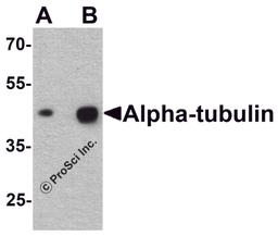 Western blot analysis of alpha-tubulin in human brain tissue lysate with alpha-tubulin antibody at (A) 0.25 and (B) 0.5 μg/ml.