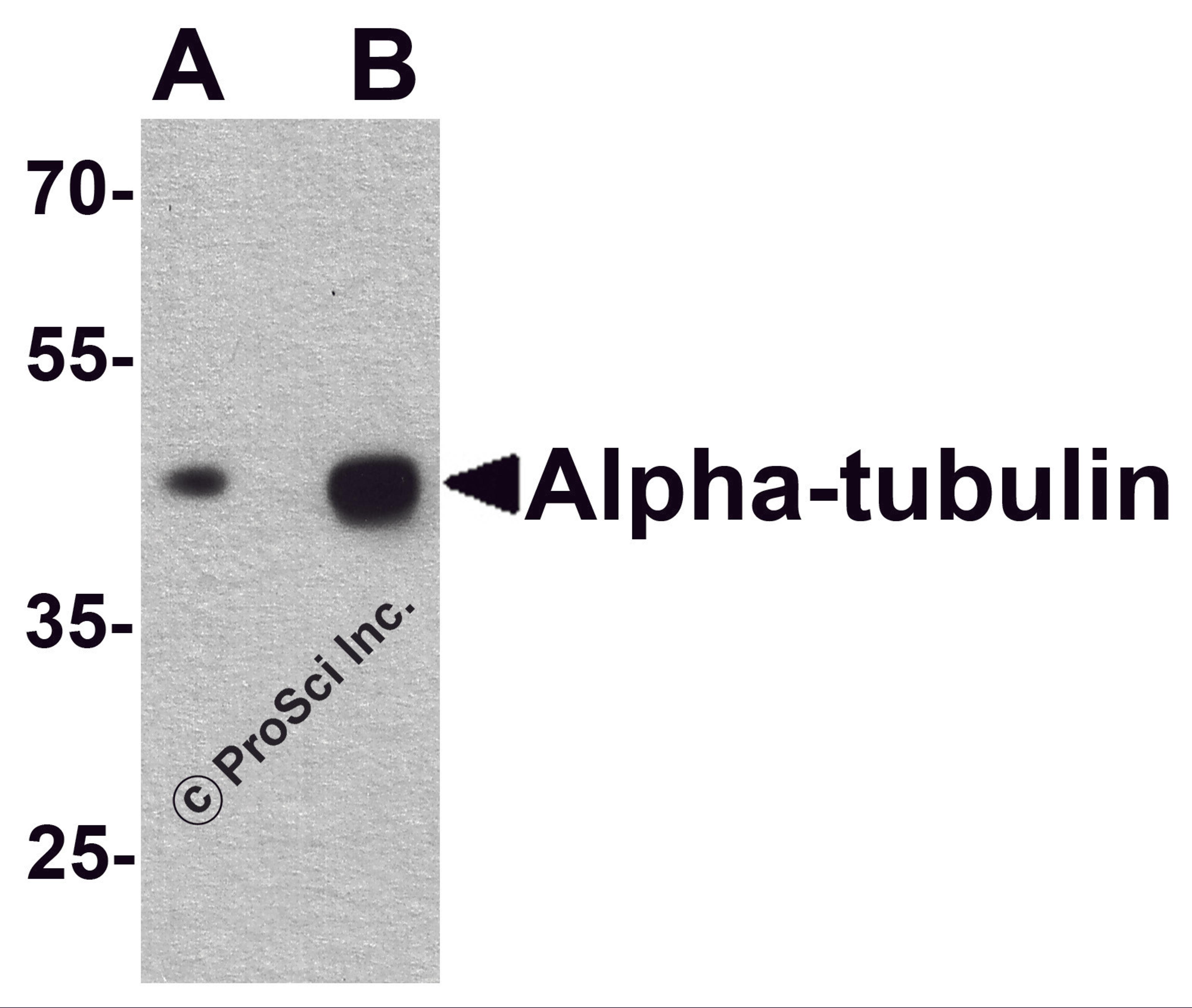 Western blot analysis of alpha-tubulin in human brain tissue lysate with alpha-tubulin antibody at (A) 0.25 and (B) 0.5 μg/ml.