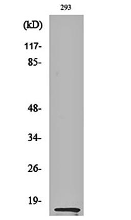 Western blot analysis of 293 cell lysates using MK antibody