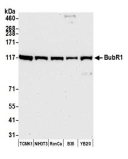 Detection of mouse and rat BubR1 by western blot.