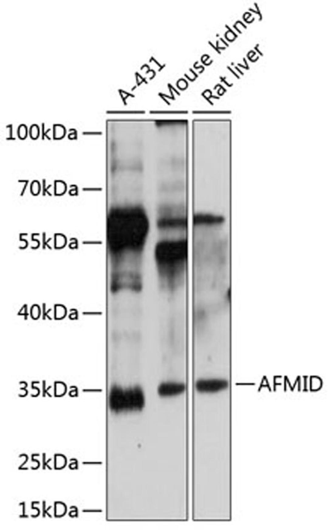 Western blot - AFMID antibody (A14441)