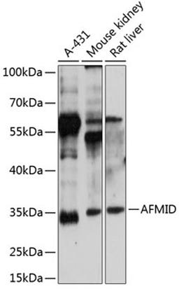 Western blot - AFMID antibody (A14441)