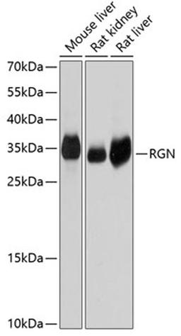 Western blot - RGN antibody (A3350)