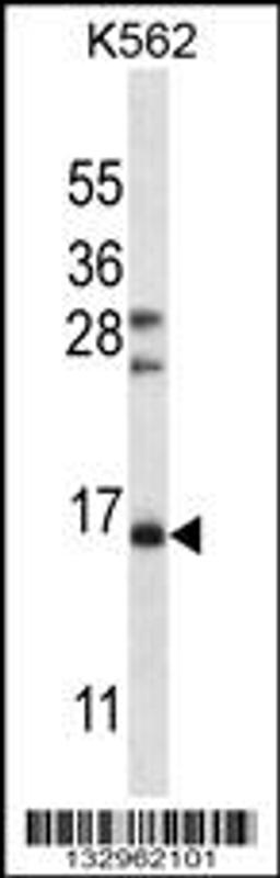 Western blot analysis in K562 cell line lysates (35ug/lane).