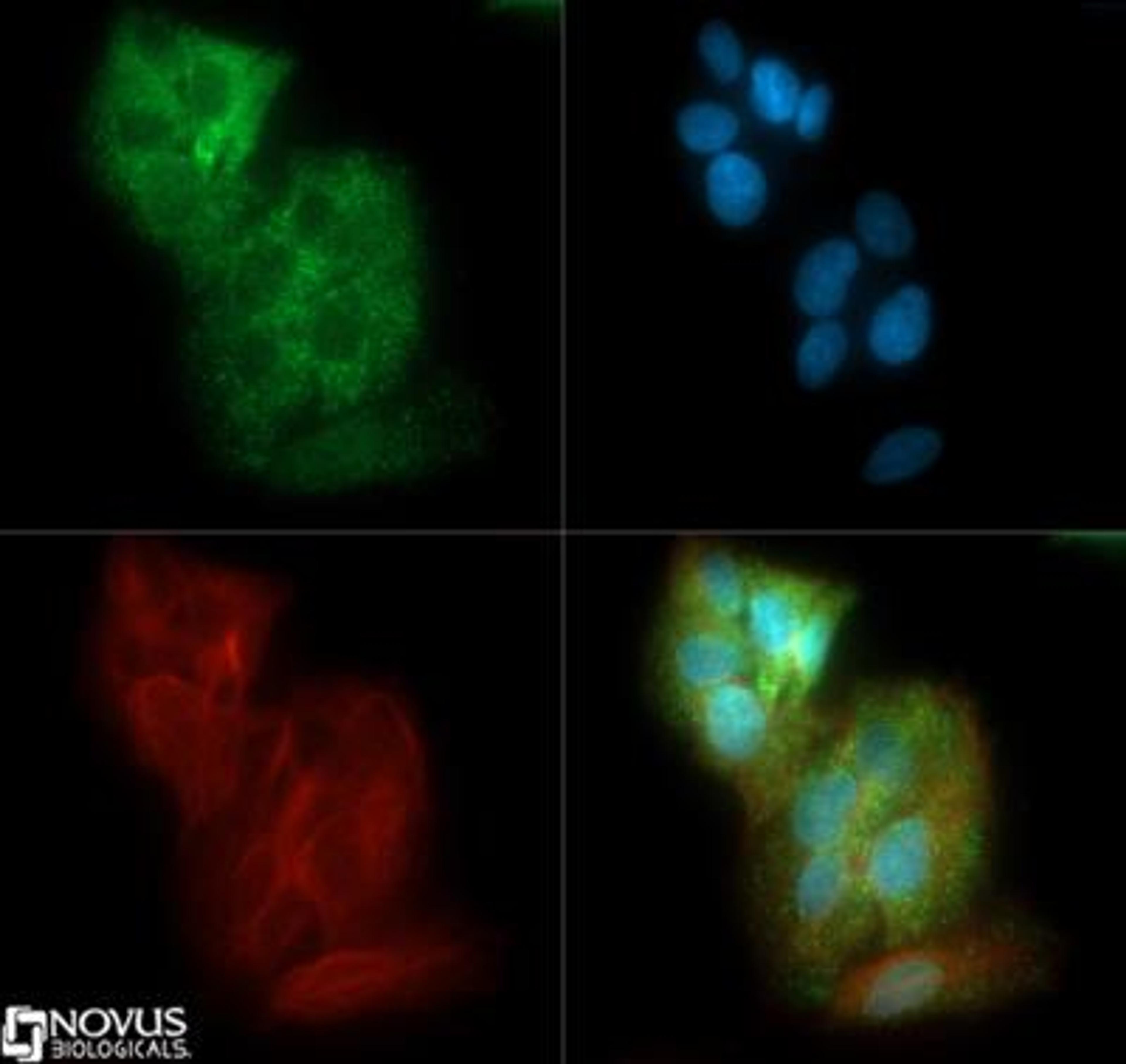 Immunocytochemistry/Immunofluorescence: Glucose Transporter GLUT2 Antibody [NBP2-22218] - Glucose Transporter GLUT2 antibody was tested in HepG2 cells with DyLight 488 (green). Nuclei and alpha-tubulin were counterstained with DAPI (blue) and Dylight 550 (red).