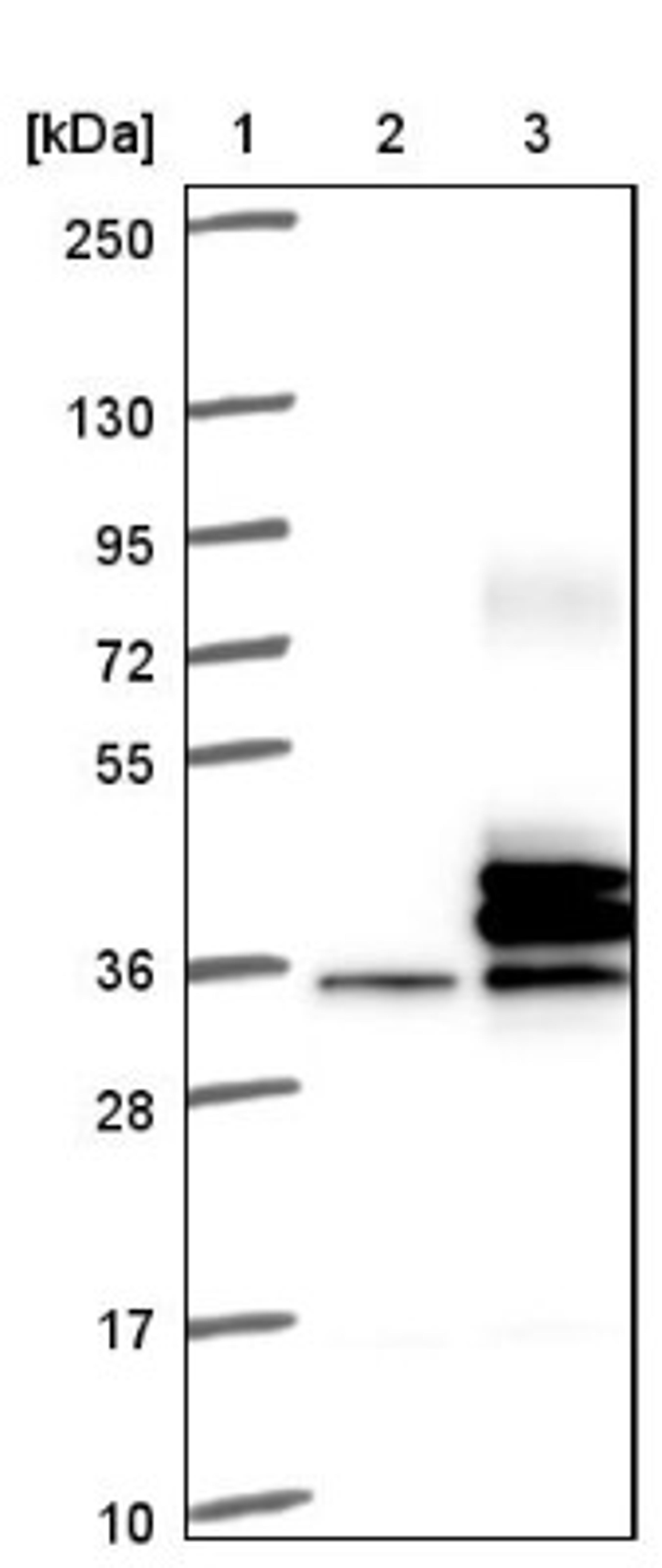 Western Blot: Stanniocalcin 2 Antibody [NBP1-92447] - Lane 1: Marker [kDa] 250, 130, 95, 72, 55, 36, 28, 17, 10<br/>Lane 2: Negative control (vector only transfected HEK293T lysate)<br/>Lane 3: Over-expression lysate (Co-expressed with a C-terminal myc-DDK tag (~3.1 kDa) in mammalian HEK293T cells, LY401224)