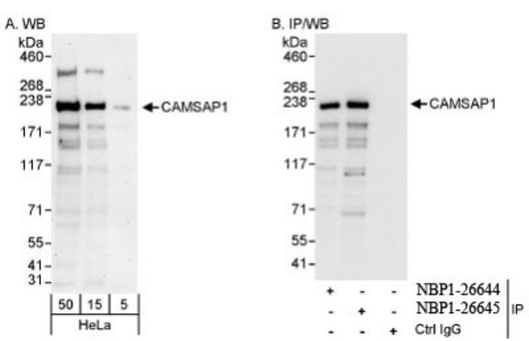 Western Blot: CAMSAP1 Antibody [NBP1-26645] - Whole cell lysate from HeLa cells. CAMSAP1 was also immunoprecipitated by rabbit anti-CAMSAP1 antibody NBP1-26644.