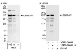 Western Blot: CAMSAP1 Antibody [NBP1-26645] - Whole cell lysate from HeLa cells. CAMSAP1 was also immunoprecipitated by rabbit anti-CAMSAP1 antibody NBP1-26644.