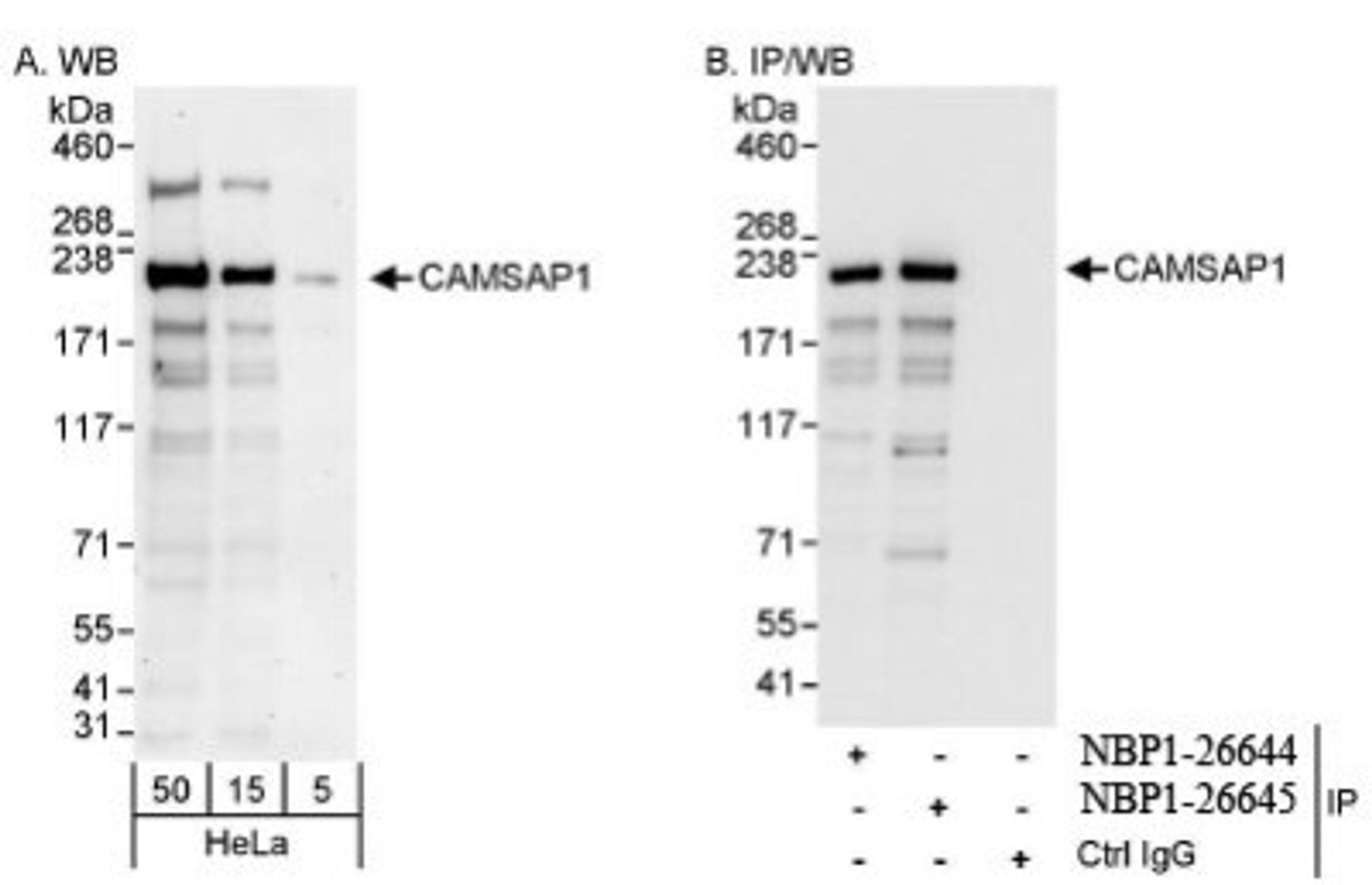 Western Blot: CAMSAP1 Antibody [NBP1-26645] - Whole cell lysate from HeLa cells. CAMSAP1 was also immunoprecipitated by rabbit anti-CAMSAP1 antibody NBP1-26644.