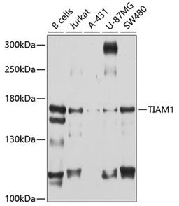 Western blot - TIAM1 antibody (A10252)