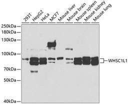 Western blot - WHSC1L1 antibody (A5577)