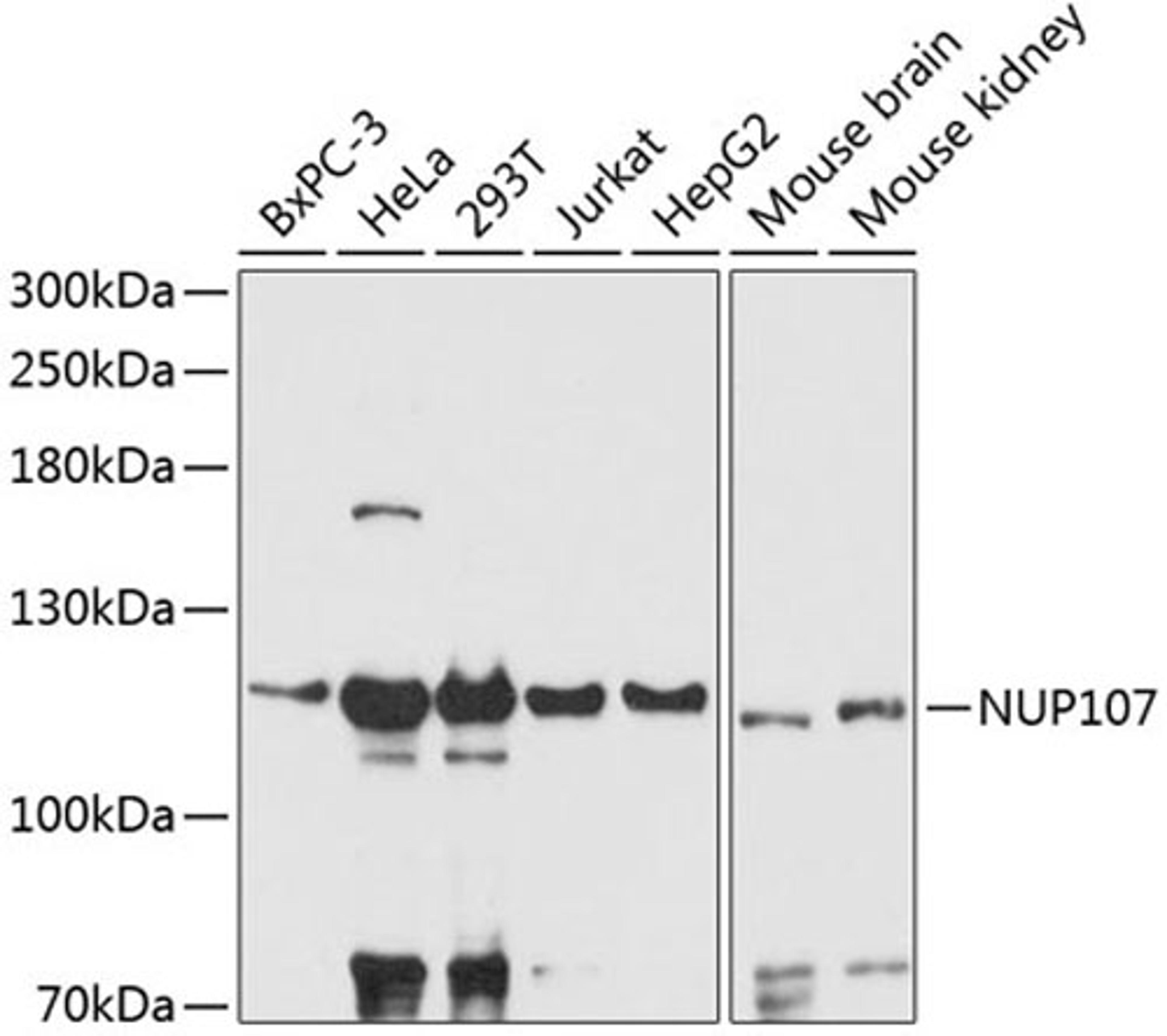 Western blot - NUP107 antibody (A13110)